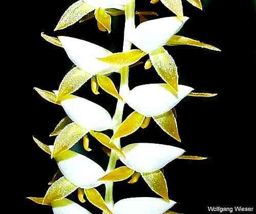 Dendrochilum cobbianum